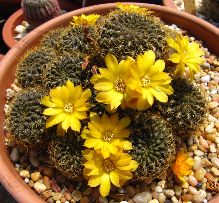 Rebutia arenaea